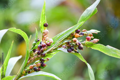Job's tears seed on the tree plant, coix lachryma jobi - chinese pearl barley coixseed.