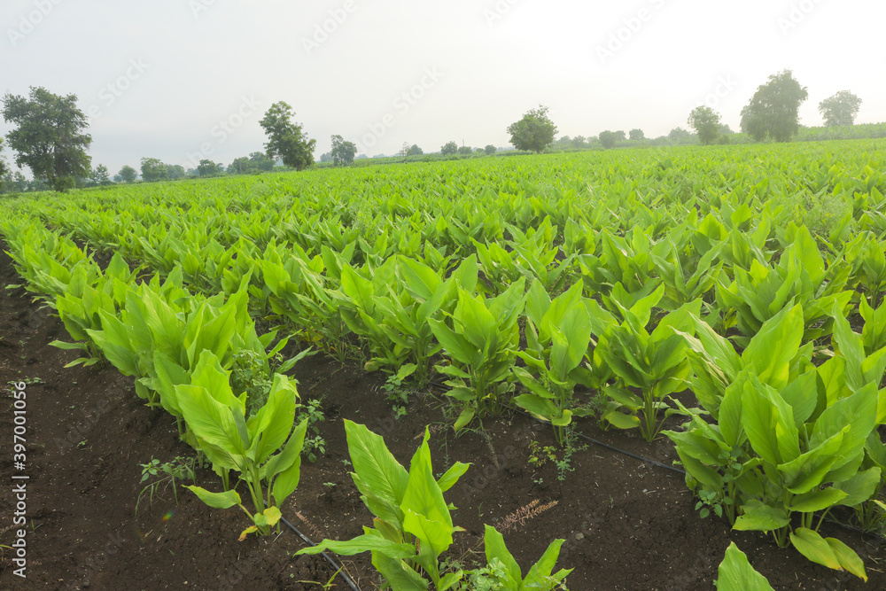 Banana plantation. Banana Farm. Young banana plants in a rural farm in india Banana plantation. Banana Farm. Young banana plants in a rural farm in india