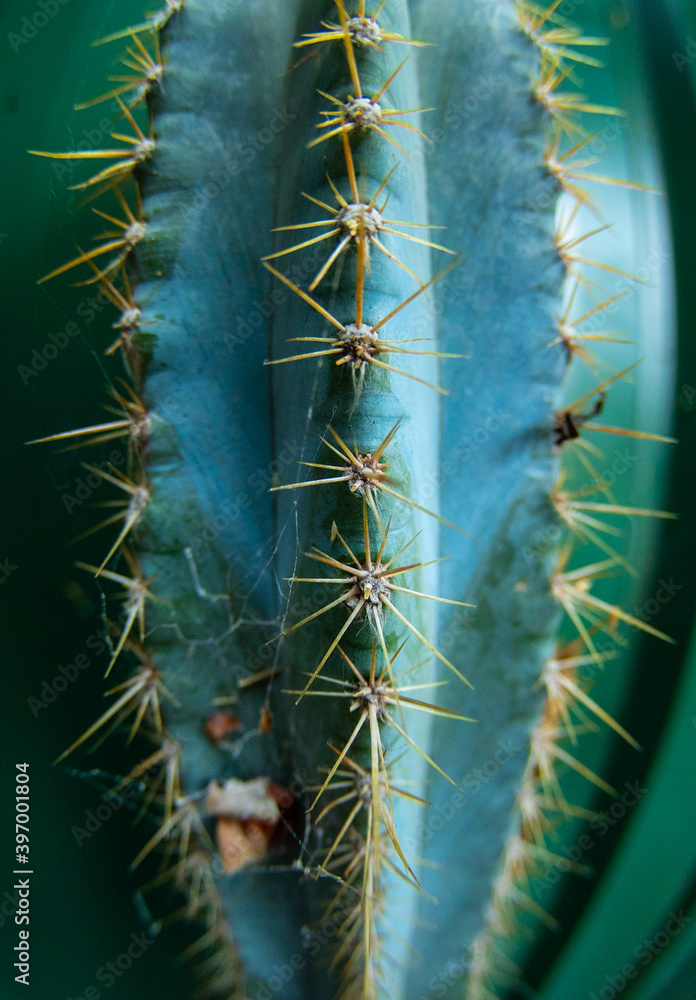 Naklejka premium Spikes needles on a potted cactus plant in Sydney Australia