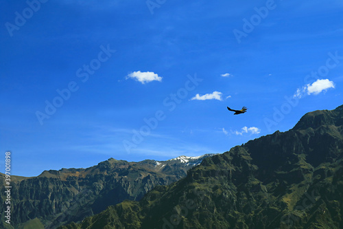 Andean Condor Flying over the Colca Canyon, View from Cruz del Condor Viewpoint, Arequipa Region of Peru