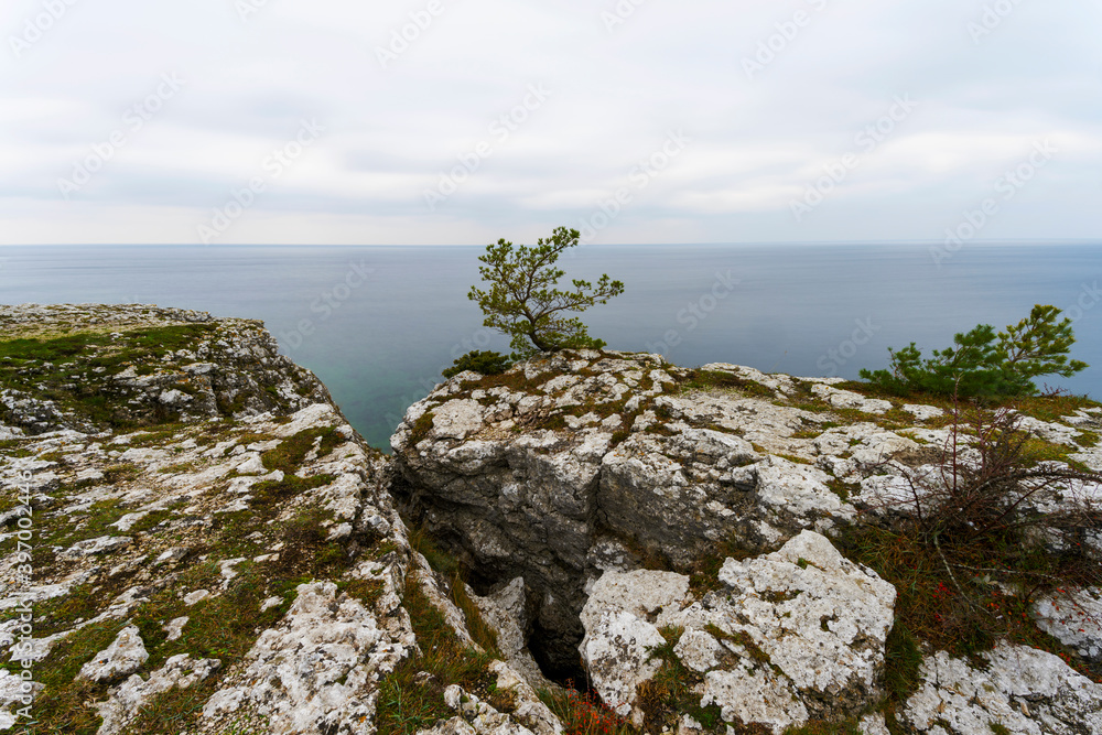 Tree on cliff with ocean background