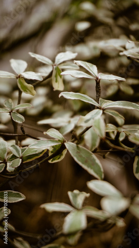 photo of artistic Euonymus fortunia branches int the forest