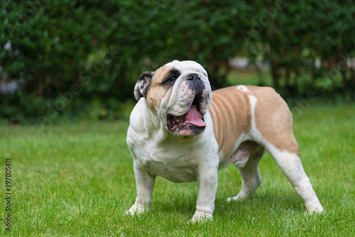 Purebred English Bulldog on green lawn. Young dog standing on green grass and looking at camera. Copy space. Foliage of hedgerow in the background © Digihelion
