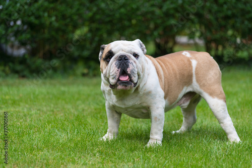 Purebred English Bulldog on green lawn. Young dog standing on green grass and looking at camera. Copy space. Foliage of hedgerow in the background