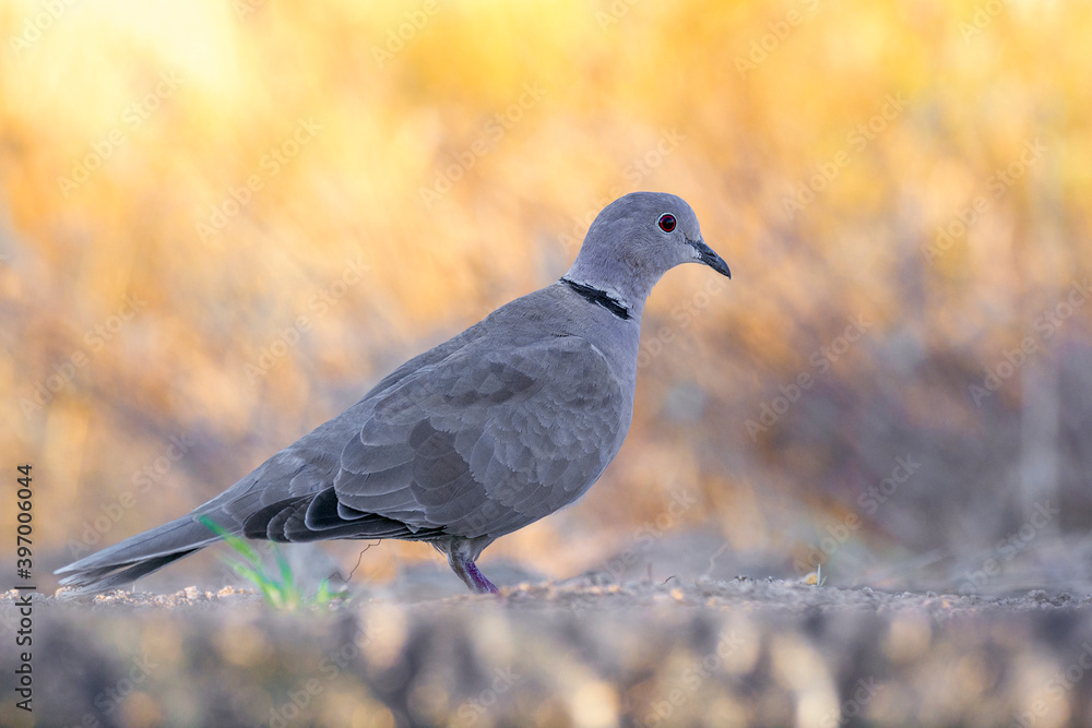 collared dove perched on the ground with blur background warm colors collared dove perched on the ground with blur background warm colors