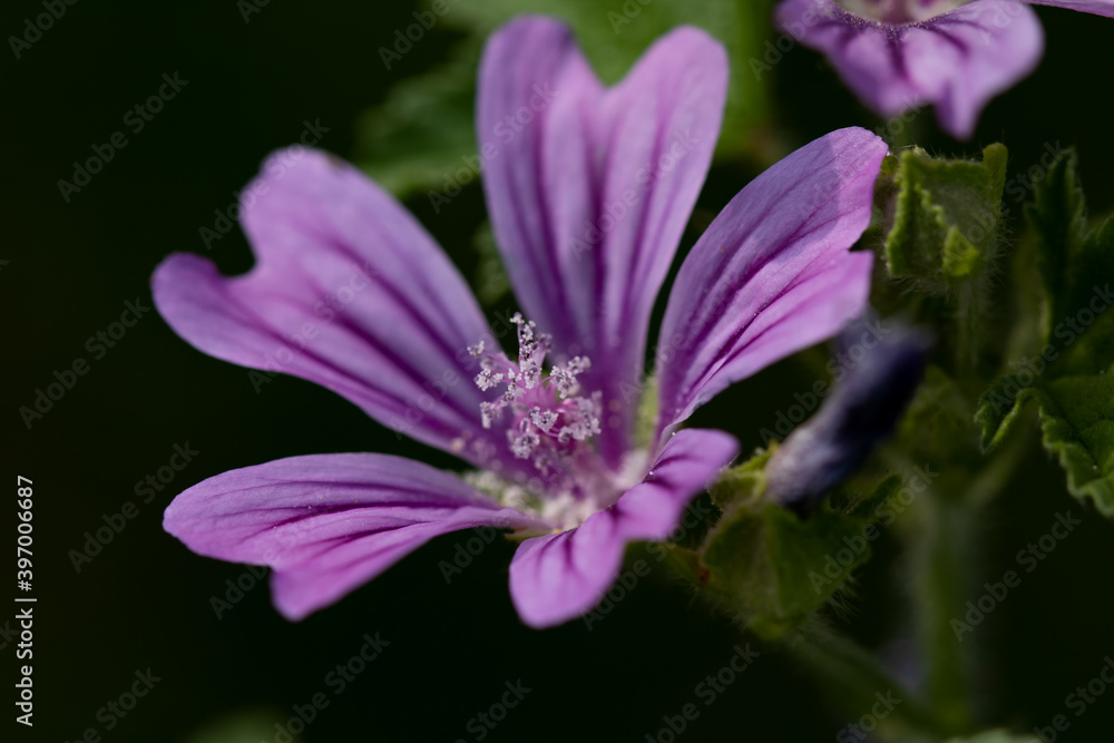pink flower pink flower