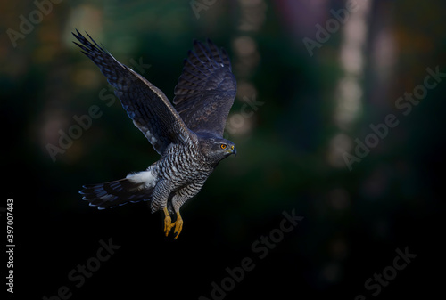Northern goshawk (accipiter gentilis) with a black background flying in the forest of Noord Brabant in the Netherlands with copy space
