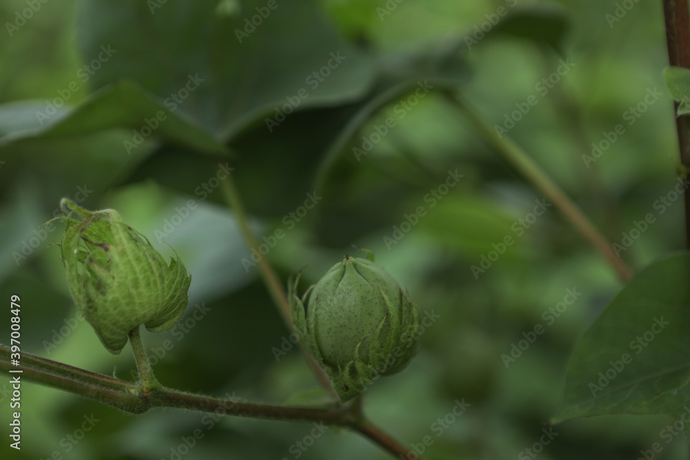 Green cotton fruit on cotton plant at field Green cotton fruit on cotton plant at field