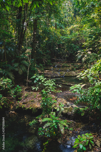 Peaceful river flow in lush tropical forest in Palenque  Chiapas  Mexico