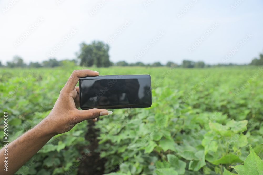 Young man Holding smartphone in hand at cotton field with copy space