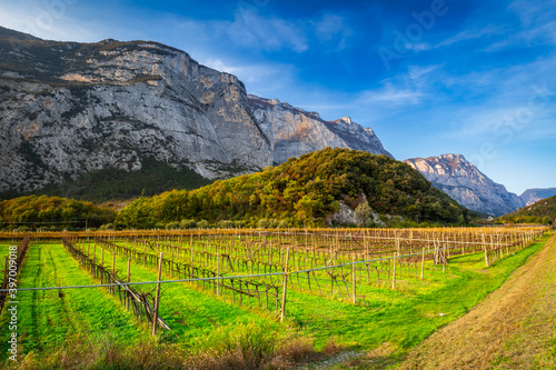 Bild auf Leinwand Grape bushes under the sunny sky in South Tyrol, Italy