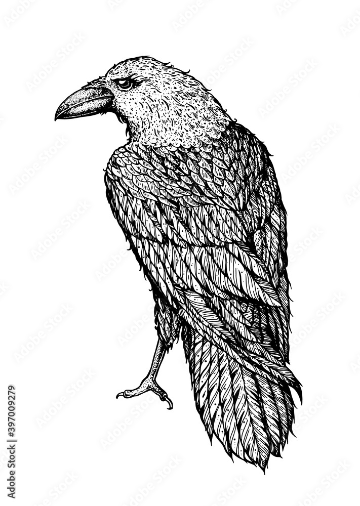 Fototapeta premium Raven sketch. Hand drawn vector illustration. Raven print. Bird sketch.