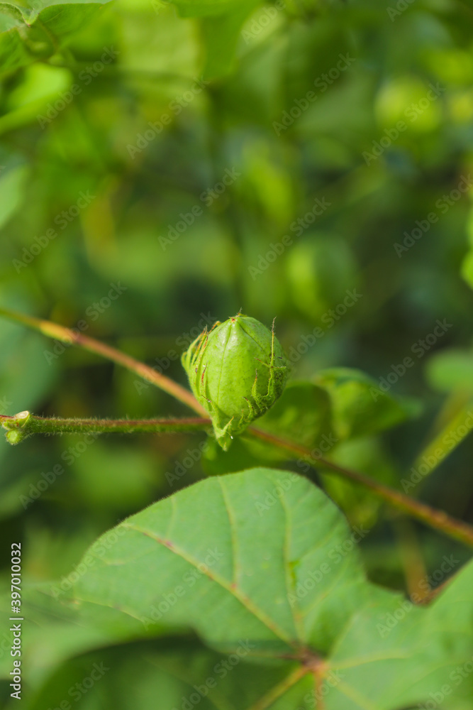 Green cotton fruit on cotton plant at field Green cotton fruit on cotton plant at field