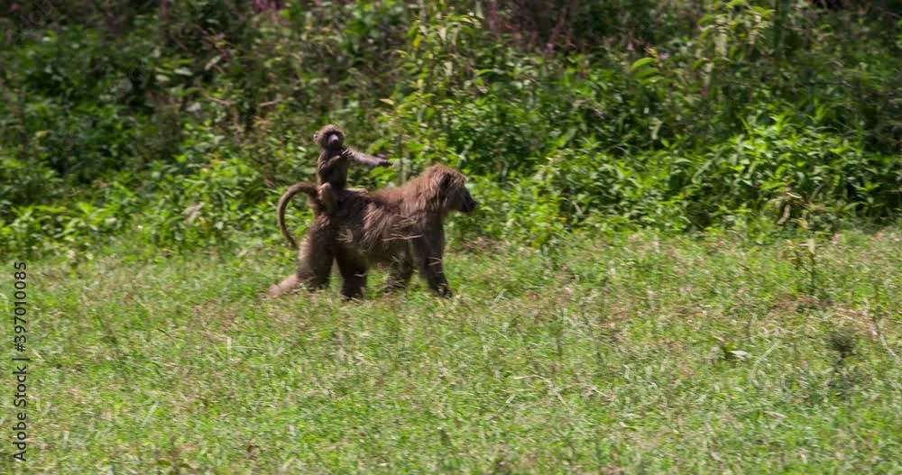 A baboon carrying a baby on its back walks among the grass in Africa, Kenya A baboon carrying a baby on its back walks among the grass in Africa, Kenya