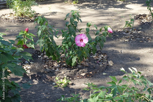 Young bush of Hibiscus moscheutos with light pink flower in September photo