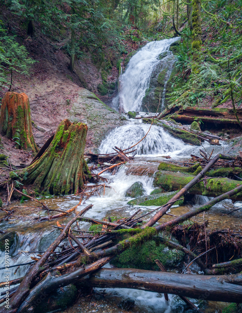 Fototapeta premium Captivating Coal Creek Falls in Cougar Mountain with Birchwood bark surrounded by green vegetation