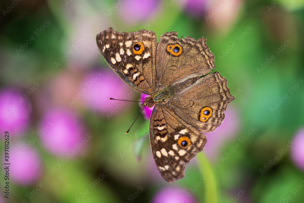Fototapeta premium top view of a butterfly