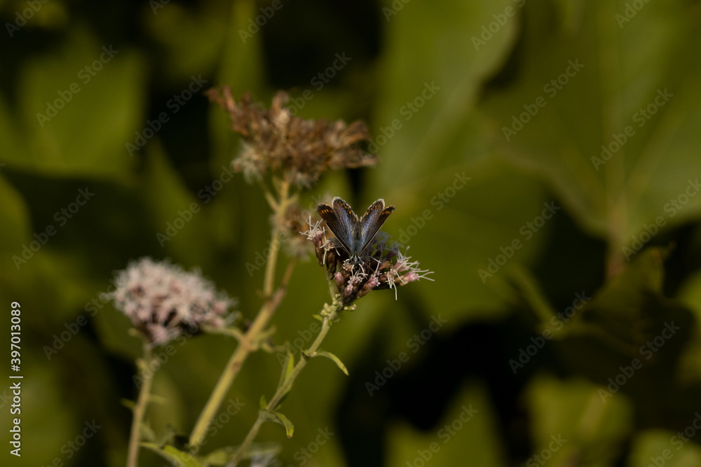 butterfly in a leaf butterfly in a leaf