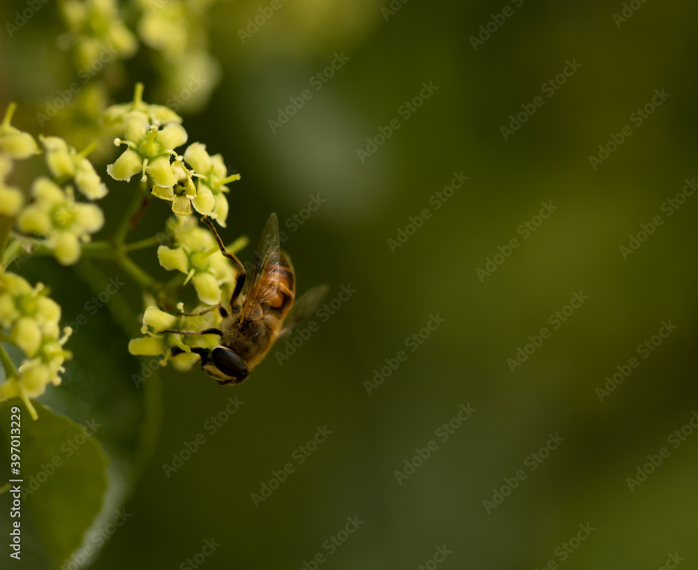 bee on a yellow flower bee on a yellow flower