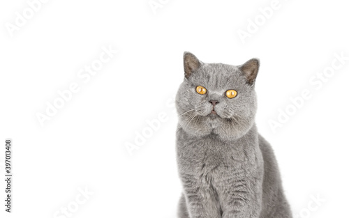 Gray cat with yellow eyes on a white isolated background copy space. Cheecky scottish stright cat.