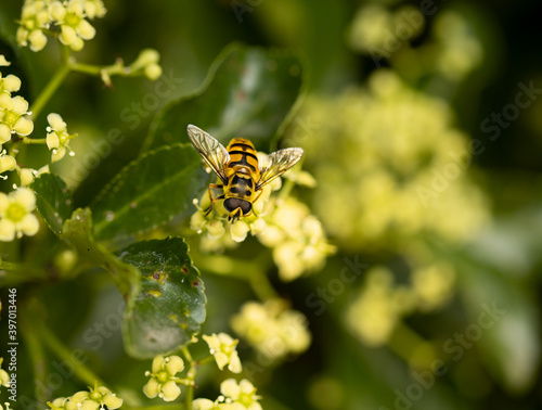 bee on yellow flower © Valentina