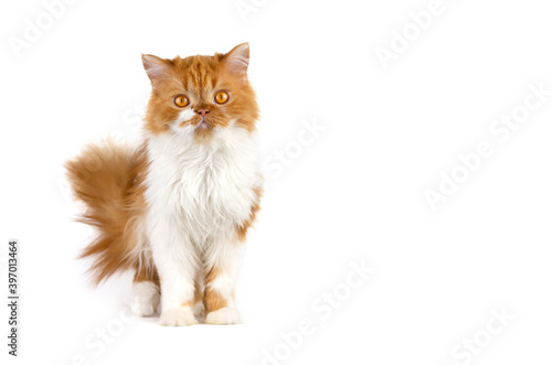 Fototapeta Naklejka Na Ścianę i Meble -  Red fluffy cat on a white isolated background. Scottish long-haired ginger cat.
