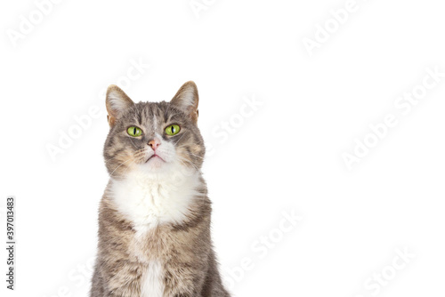 Gray tabby cat with green eyes on a white background copy space.