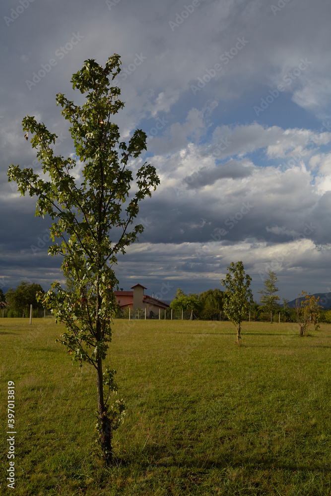 Obraz premium Plants HDR