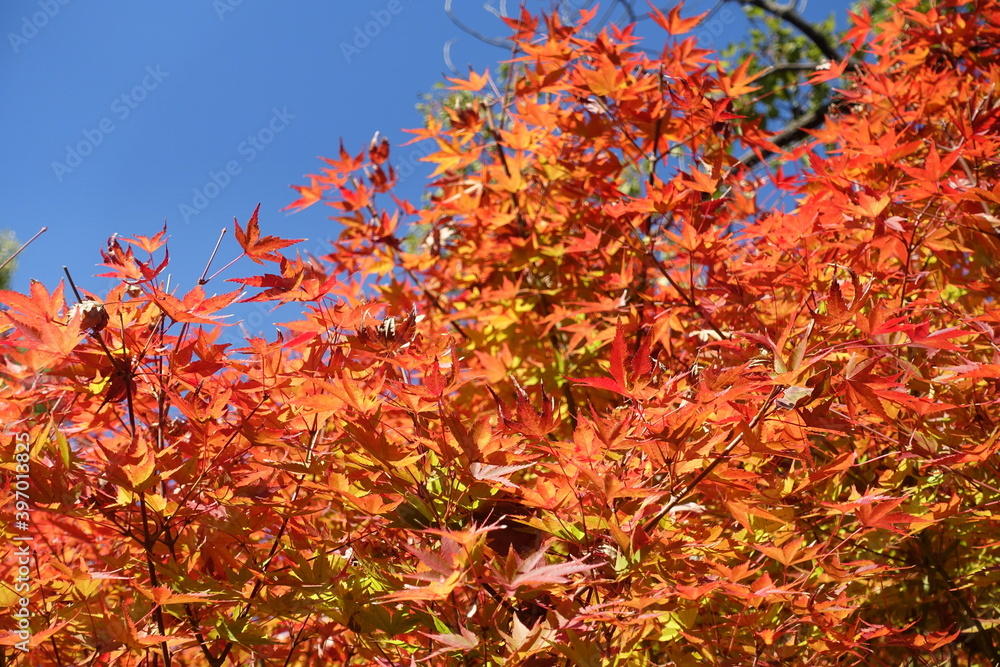 紅葉のもみじ