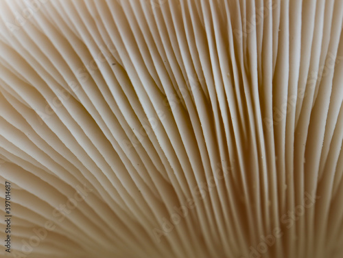 close up of mushroom