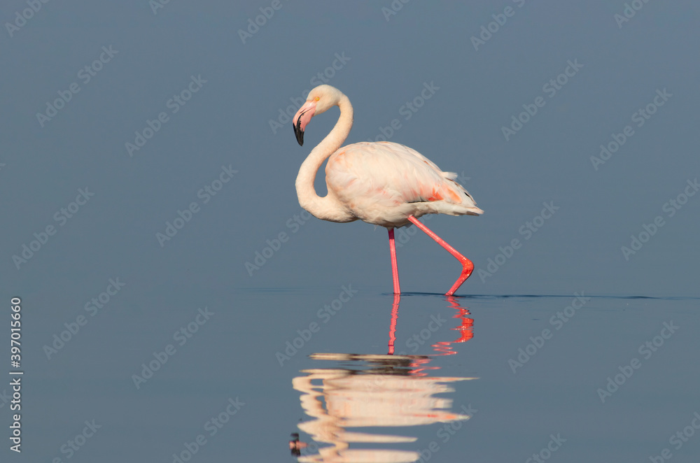 Wild african birds. One bird of pink african flamingo walking around the lagoon and looking for food.