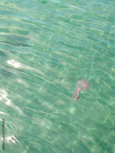 Jellyfish in very clear water