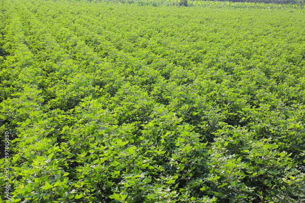 Flowering cotton gardens that have not yet been cotton