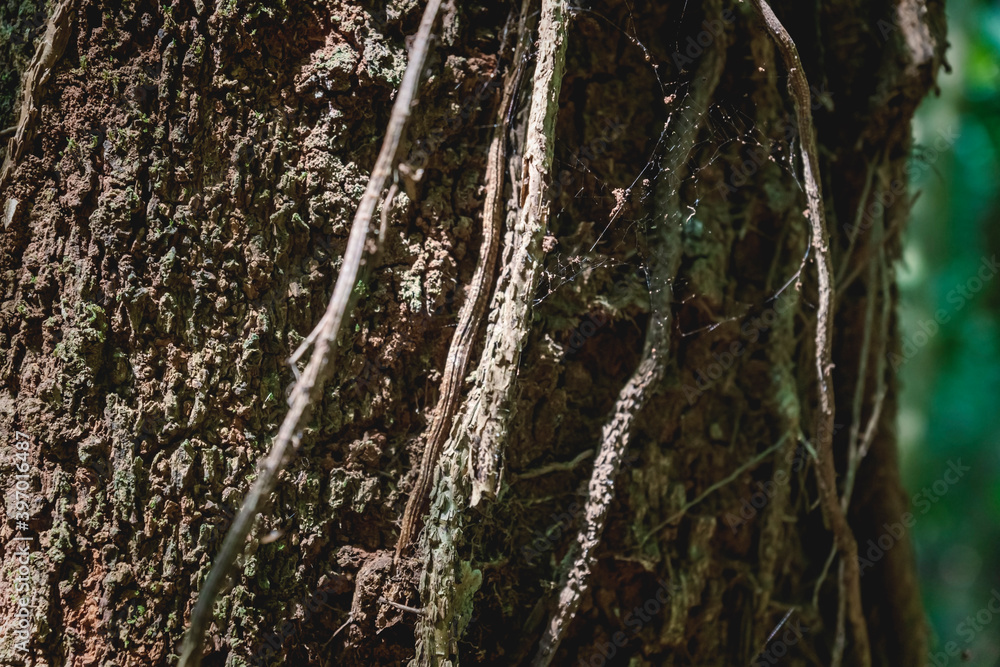 Detail of tropical tree trunk with ivy roots, Palenque, Chiapas, Mexico Detail of tropical tree trunk with ivy roots, Palenque, Chiapas, Mexico