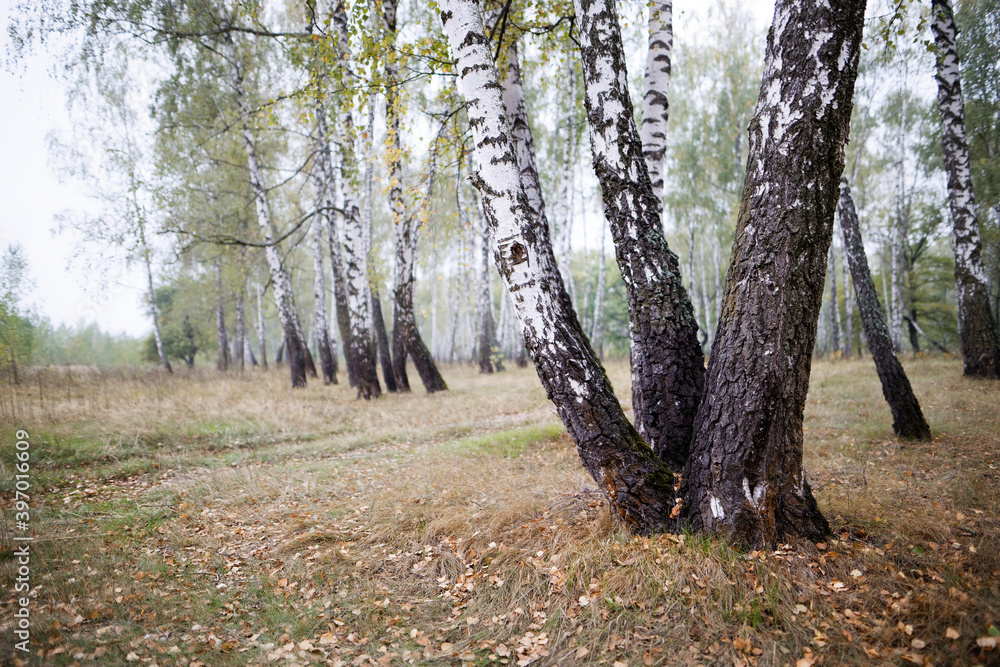 birch grove in summer, sometimes white-trunked slender beautiful trees birch grove in summer, sometimes white-trunked slender beautiful trees