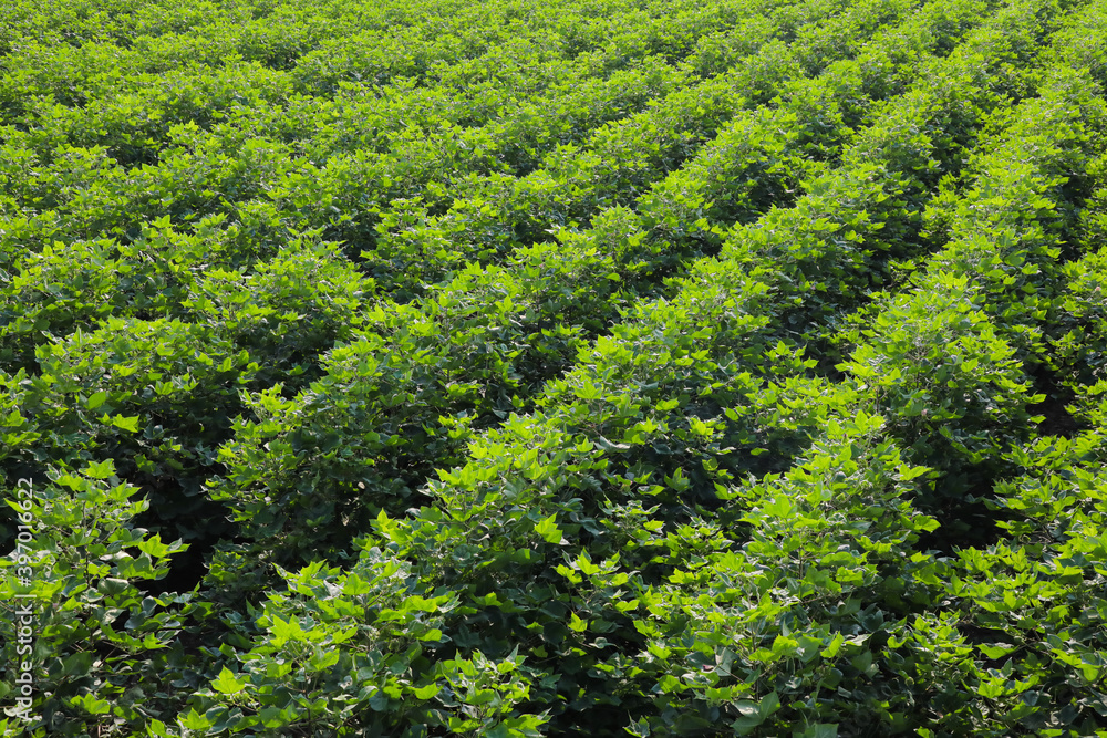 Flowering cotton gardens that have not yet been cotton Flowering cotton gardens that have not yet been cotton