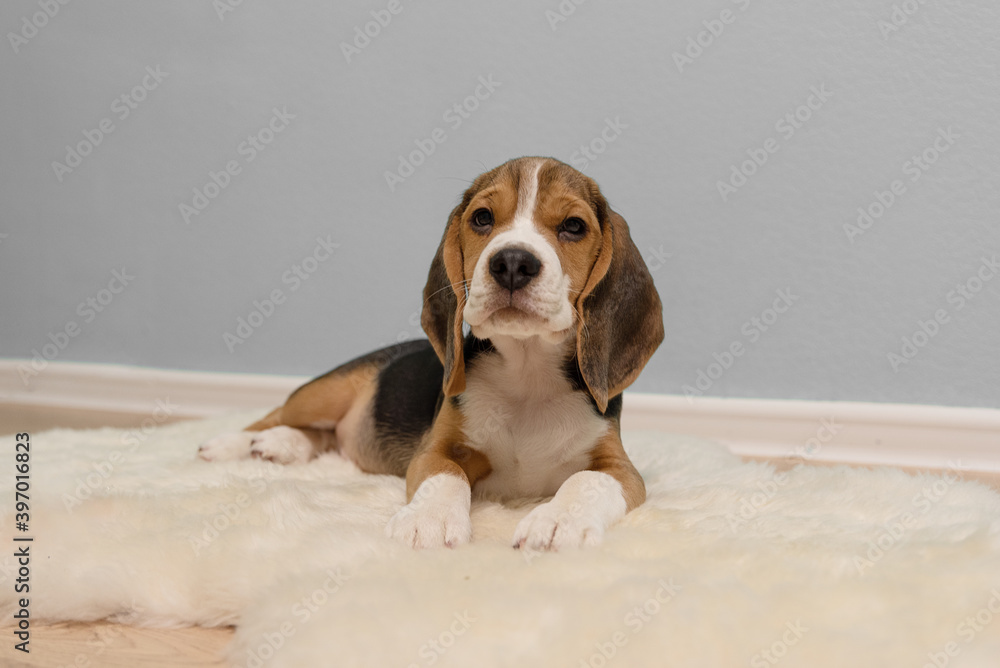 Beagle puppy in the house room