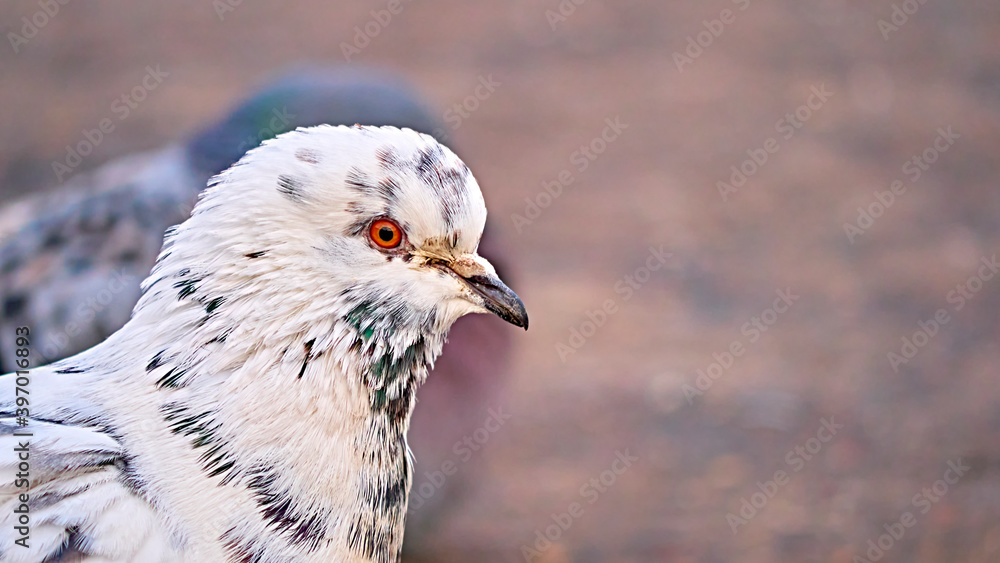 portrait of a white street pigeon. blurred background. color portrait of a white street pigeon. blurred background. color