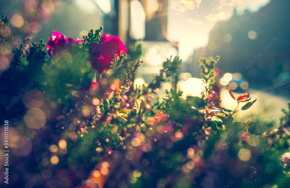 Flowers in the city on the street on a summer day. The backlight of the sun shines brightly on flowers and leaves. The setting sun illuminates the cars. Riga, Latvia