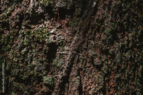 Close up of tropical tree trunk with ivy roots, Palenque, Chiapas, Mexico