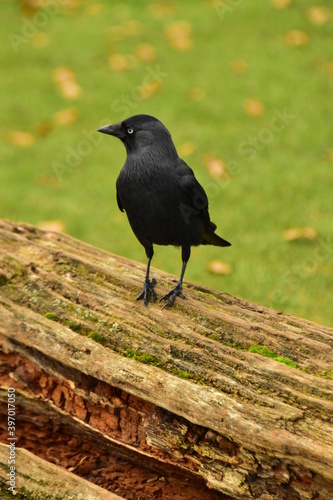 crow on the grass