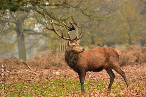 deer in the wild