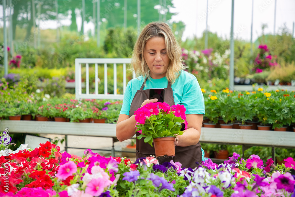Female gardener taking photo of potted petunia plants on phone. Caucasian blonde woman wearing blue shirt and apron growing flowers in greenhouse. Commercial gardening and digital technology concept