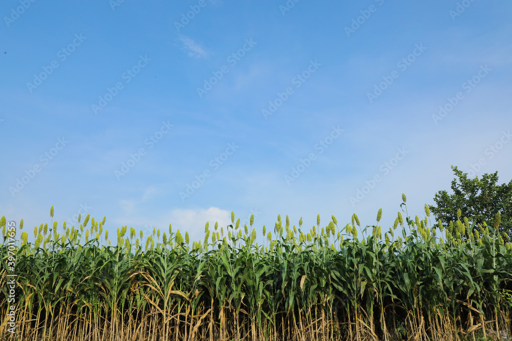 Fototapeta premium jowar grain or sorghum crop farm over blue sky background