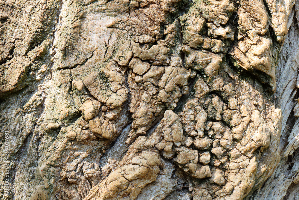 tree bark, early spring during a forest hike near Nijmegen Netherlands tree bark, early spring during a forest hike near Nijmegen Netherlands