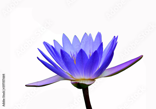 Lotus flower. Beautiful water lily close-up of blue and lilac color. On a white background. Isolated.
