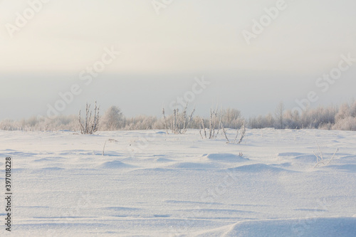 The snow-covered bushes of dry sage on winter landscape in the Golden hour. Sparkling snow, trees and dry grass.