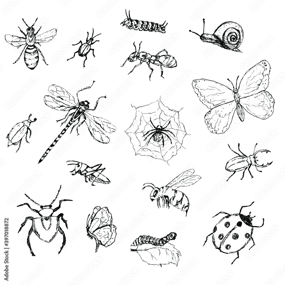 set of insects, pencil drawing. Black and white beetles, butterflies, caterpillar isolated on white. Outline, sketch set of insects, pencil drawing. Black and white beetles, butterflies, caterpillar isolated on white. Outline, sketch