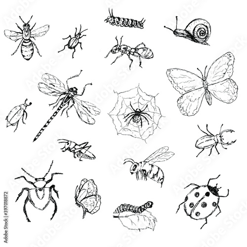 set of insects, pencil drawing. Black and white beetles, butterflies, caterpillar isolated on white. Outline, sketch