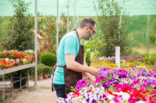 Focused male gardener growing potted petunia plants. Grey-haired middle-aged man in glasses wearing shirt and apron checking blooming flowers in greenhouse. Commercial gardening and summer concept © Mangostar